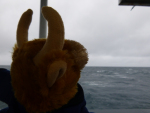 Toro noticed that the seas were rough.