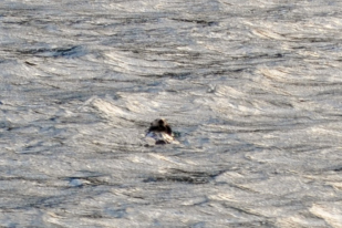 Sea otter (Enhydra lutris) sighting.