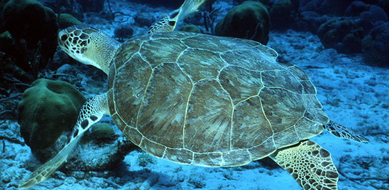 Final Rule Issued for Revised Green Turtle Listing