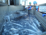 Giant Roughtail Stingrays (Dasyatis centroura) in the catcher