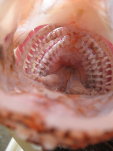 Lion Fish teeth