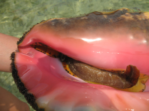 really pink conch