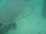 Moon Jelly while snorkeling