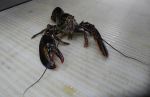 Lobster (Nephropidae)