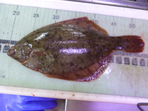 Winter flounder - a rare left-eyed winter flounder