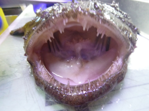 Goosefish mouth