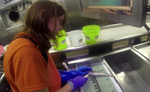 Processing fish as the cutter