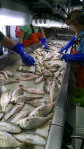 Sorting Croakers and Weakfish