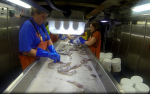 Sorting the catch
