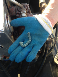 A parasite pulled of the anal fin of a sandbar shark