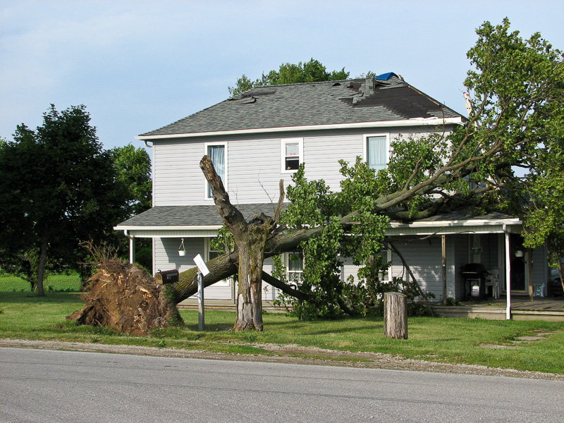 Tree fallen from wind