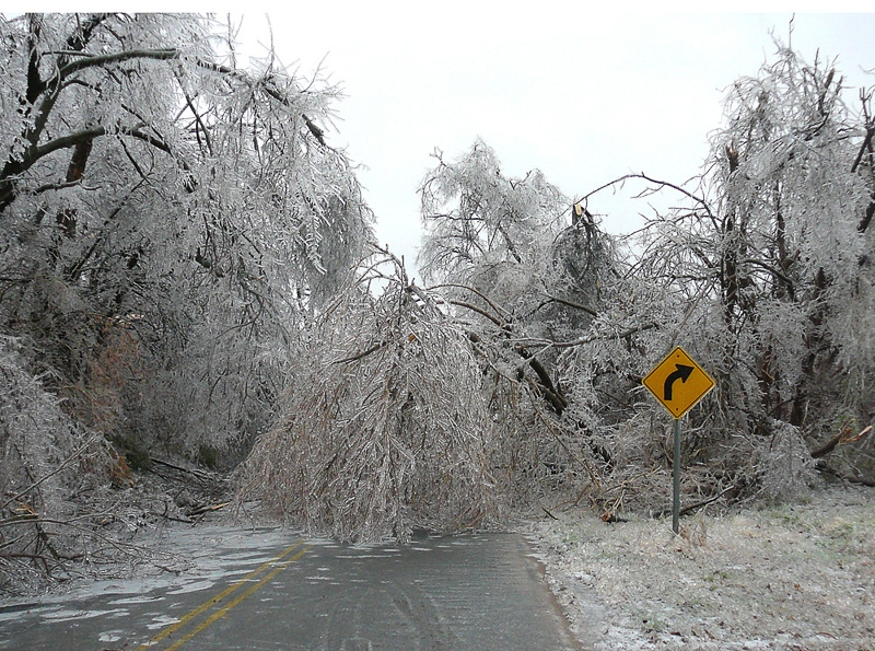 Ice storm damage to trees