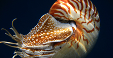 Chambered nautilus, Gregory Barord