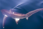 Common thresher shark with tag.