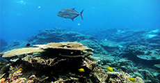 Coral reefs serve as essential fish habitat for numerous species of marine life throughout the Pacific Islands. Here, a Bluefin trevally swims past table coral colonies at Johnston Atoll in the Pacific Remote Islands Marine National Monument.
