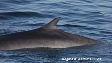 Fin Whale