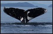 Humpback Whale