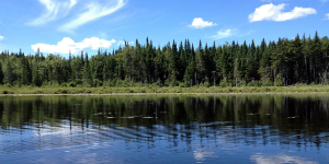 tree-lined pond