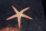sea star