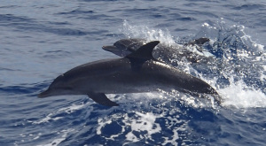 Dolphin visit