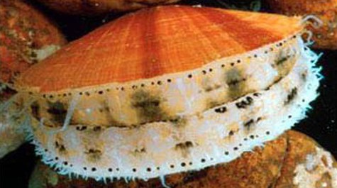 Atlantic Sea Scallop Courtesy of http://www.vims.edu/features/research/scallop_management.php