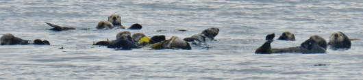 Even the sea otters take some time to relax and enjoy one another's company.
