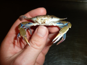 Lesser Blue Crab