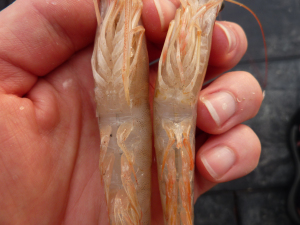 Male and Female Shrimp