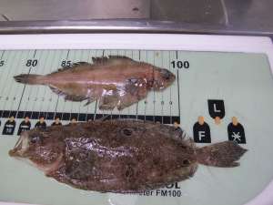 Right Eye Flounder (Top) Left Eye Flounder (bottom)