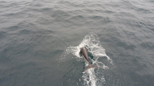 Pacific White Sided Dolphin Porpoising