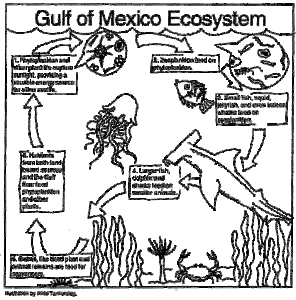 The Gulf of Mexico Ecosystem