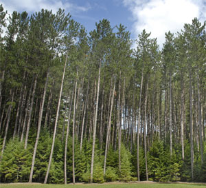 Image of a forest