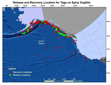 Map of the release and recovery locations along the Gulf coast for tags on Spiny Dogfish
