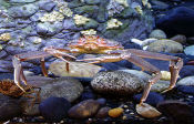 Photo of a Tanner crab. Click image for more information