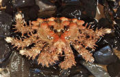 Photo of a heart crab. Click for more information.