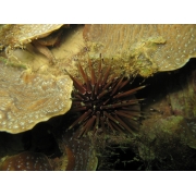 Sea urchin