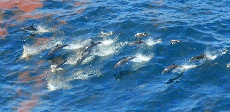 Scientists Report Some Gulf Dolphins Gravely Ill
