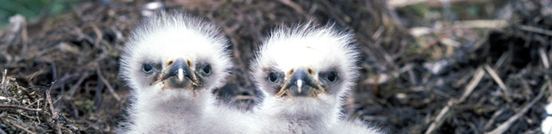 Eagle Image // Photo Credit: USFWS