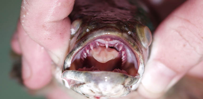 Today's Fresh Catch—Invasive Snakehead