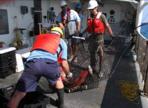 Crew member Kirk Perry observes as Investigators David Berrane and Dave Meyer empty catch of red snapper and black sea bass from chevron trap