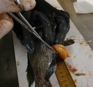 Removing egg sacs from female black sea bass, Centropristis striata