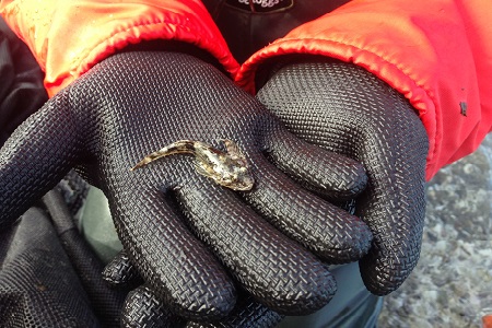 Anna Bute holding a staghorn sculpin in Sinclair Inlet. Photo by Andrew Yeh.