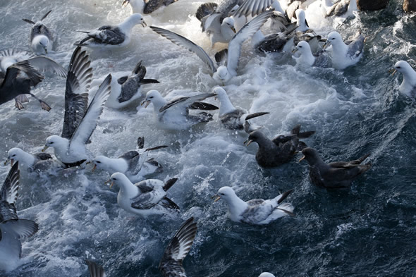 Northern fulmars vying to be first in line at the discharge chute, commercial cod longline vessel