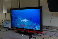 Fish on the screen from the ROV