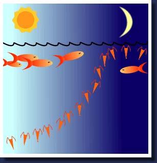 This illustration depicts the diurnal migration of plankton.