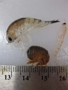 One euphausiid and two different species of hyperiid amphipod (They are between 1-3 cm long) 