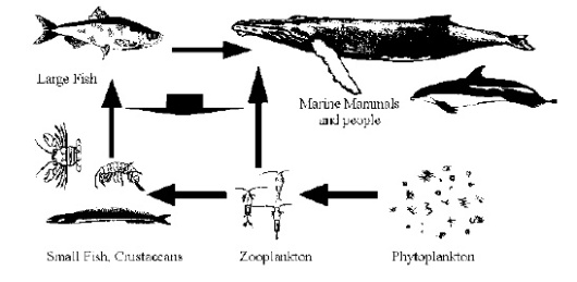 A simplified marine food chain  (Note: A complete marine food web involves hundreds of different species.) 