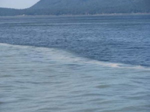 Water from the Fraser River (green) and the southern end of  Georgia Strait waters. 