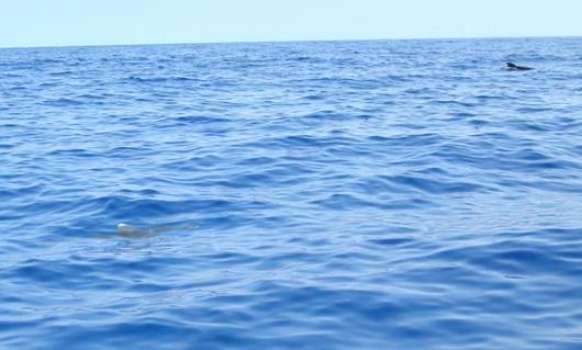 The Whitetip is in the lower left hand corner with a Pilot Whale in the upper right 