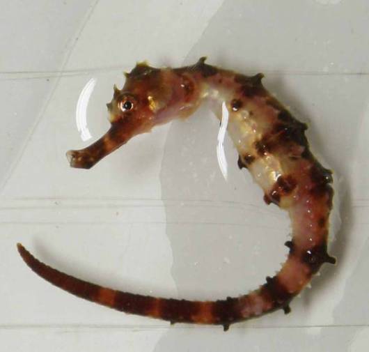 A “caught and released” seahorse